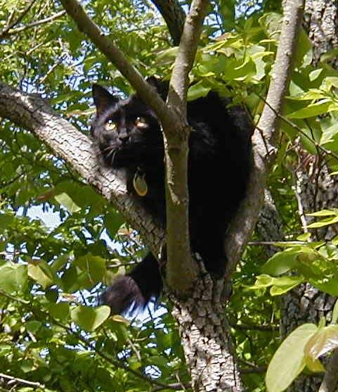 PepperInTree