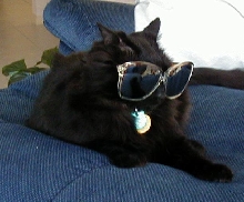 PepperSunglasses