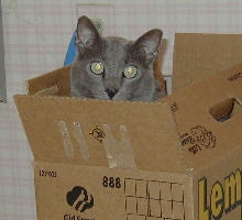 PhoebeInABox