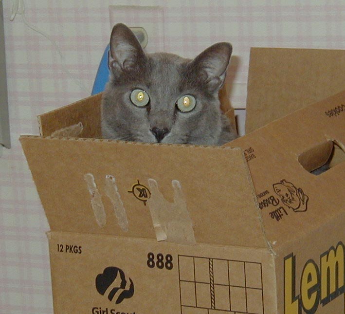 PhoebeInABox