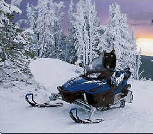 Pepper on snowmobile