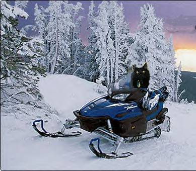 Pepper on snowmobile