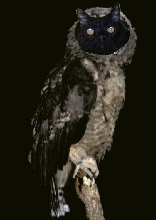 Pepper as an owl