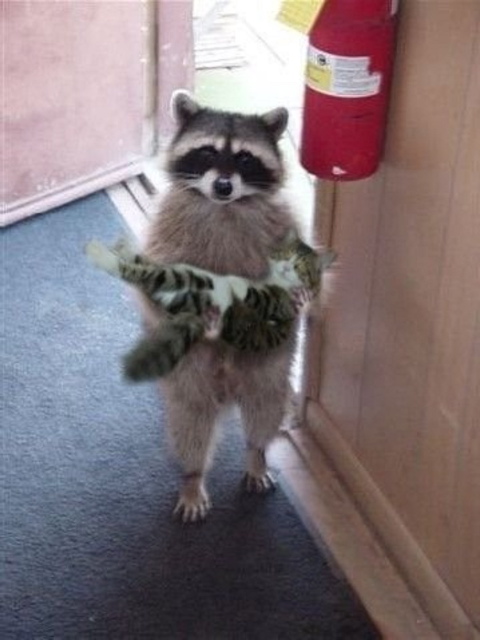 wheekitten