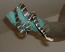 Boiga Dendrophila