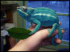 Furcifer Pardalis(Nosy Be)