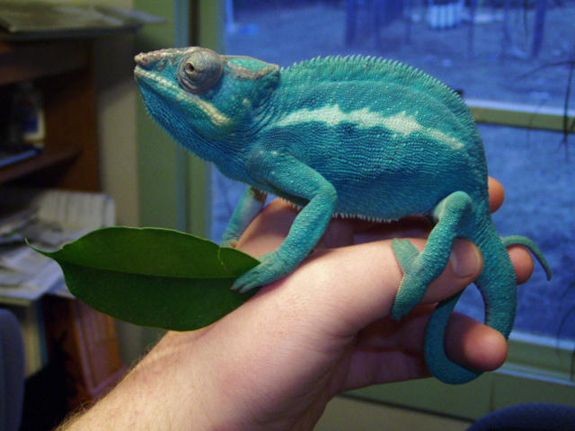 Furcifer Pardalis(Nosy Be)