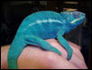 Furcifer Pardalis(Nosy Be)