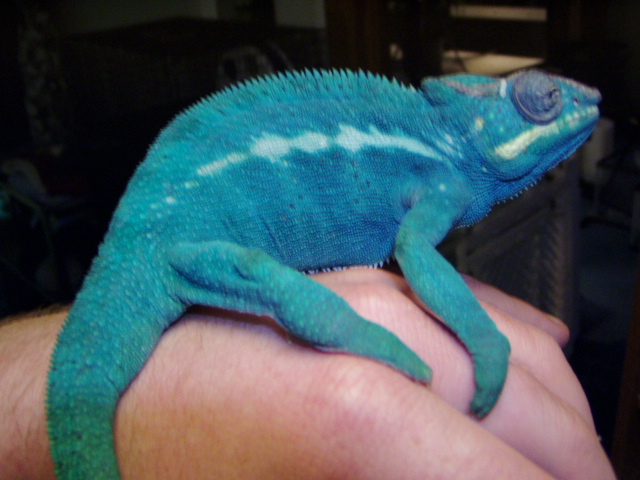 Furcifer Pardalis(Nosy Be)