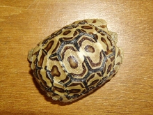 Crazy Leopard