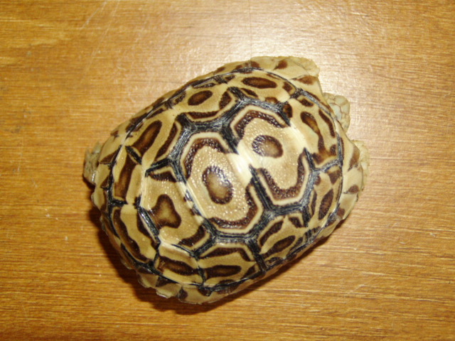 Crazy Leopard