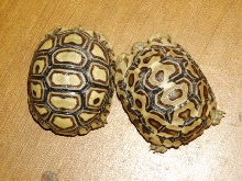 I wonder what this little one will look like when he/she grows up??