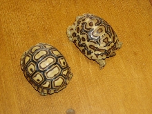 Another comparison pic