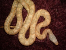 LAVENDER ALBINO TEXAS RAT_2