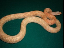 LAVENDER ALBINO TEXAS RAT