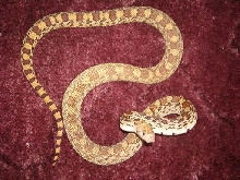 sonoran gopher