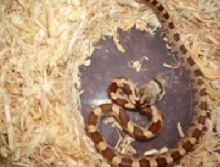 ORANGE PHASE HYPO