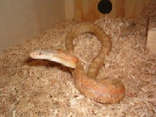 lavender female