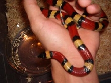 ANY CARE TIPS FOR LOUSIANA MILKS