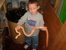 Albino