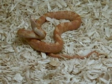 orange phase abino