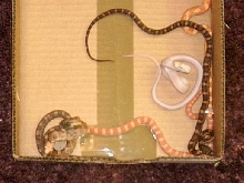Texas rats