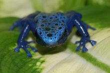 blueboy