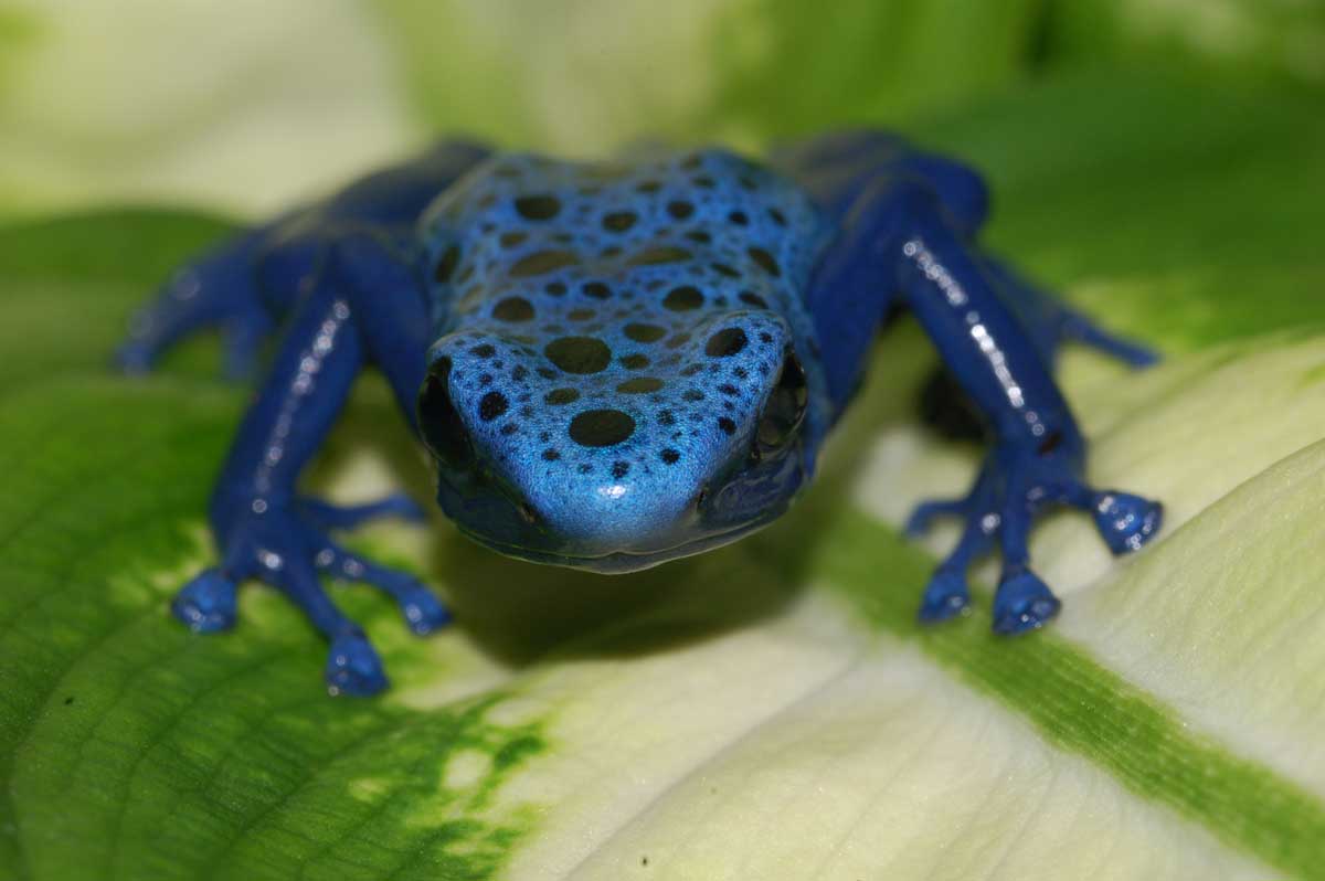 blueboy