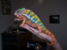 chomper 2 fired