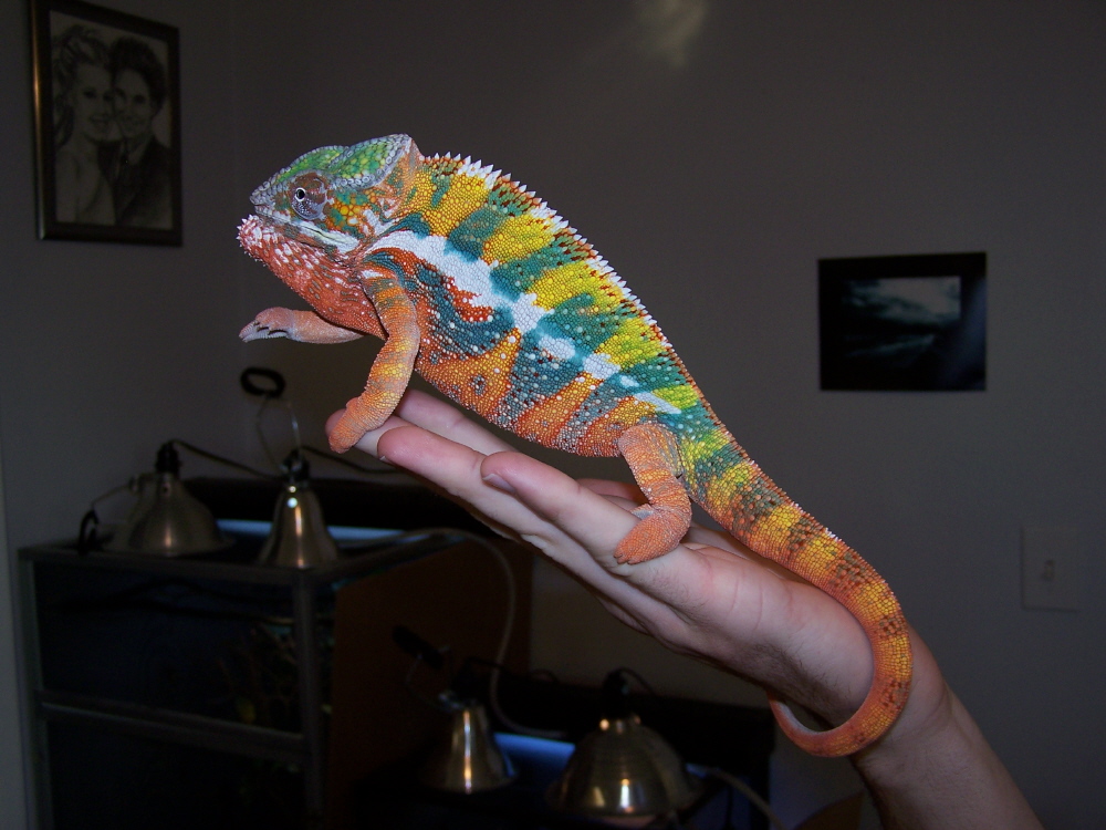 chomper 2 fired