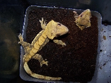 Crested Egg Laying