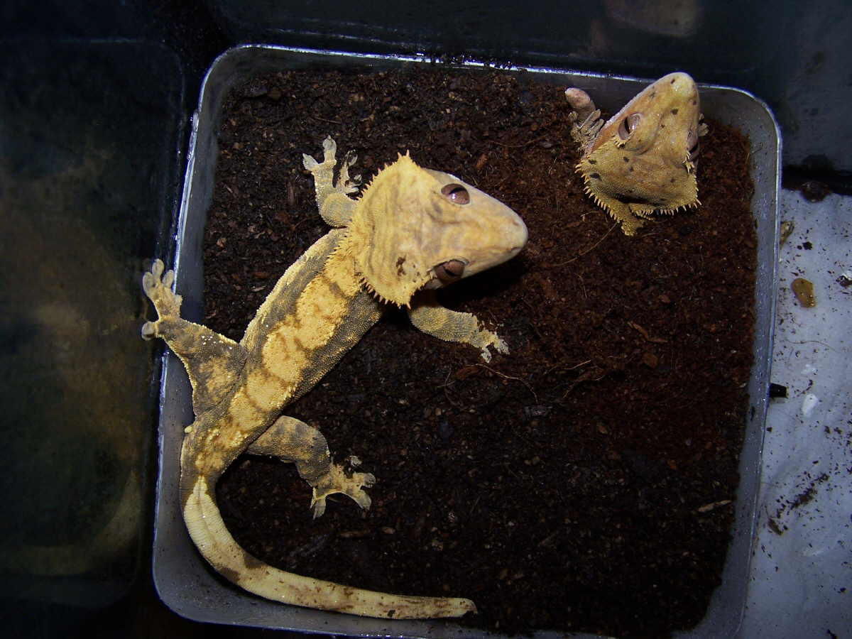 Crested Egg Laying