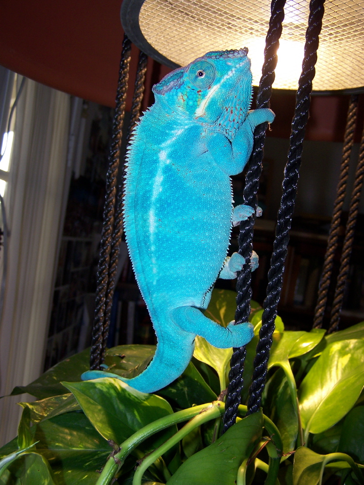 rodney on condo