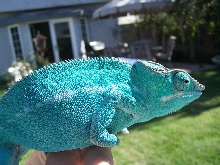 gollumn sky blue