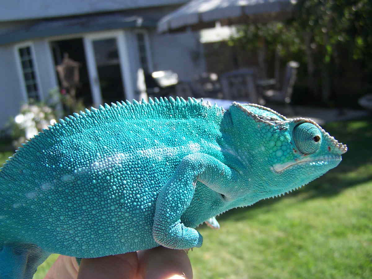 gollumn sky blue