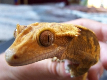 crested close up