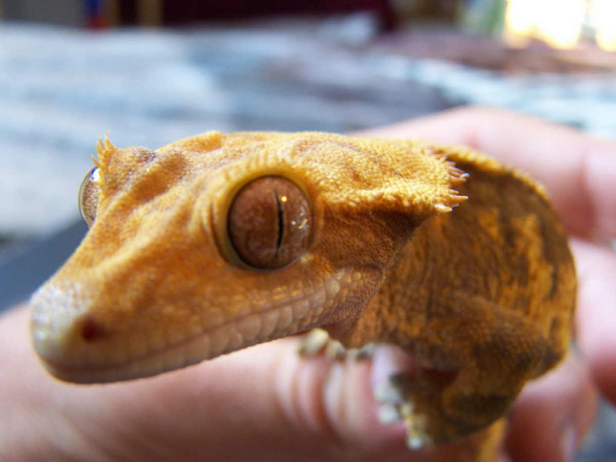 crested close up