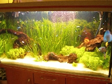 Discus tank
