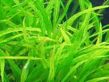 Hygrophilia
