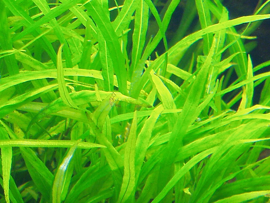 Hygrophilia