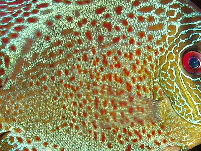 Red Spotted Discus
