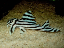 Zebra Pleco