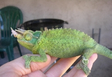 Bowser