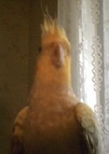 Tiel