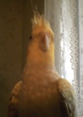 Tiel