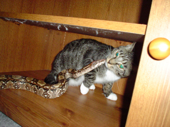 Can you tell me what breed I am ???(not the kitty) haha