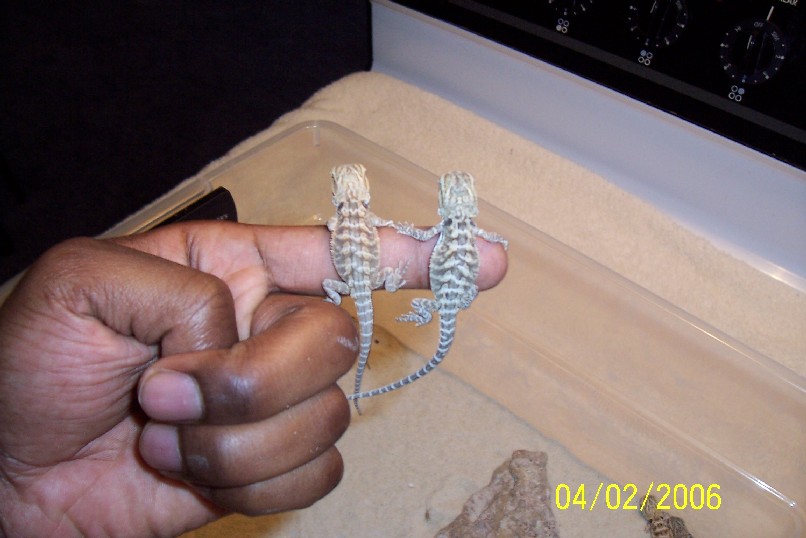 yellow flaming tiger x yellow babies