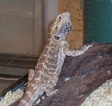Striped male