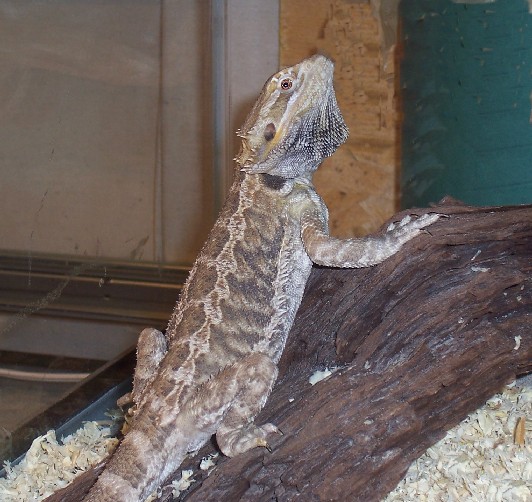 Striped male