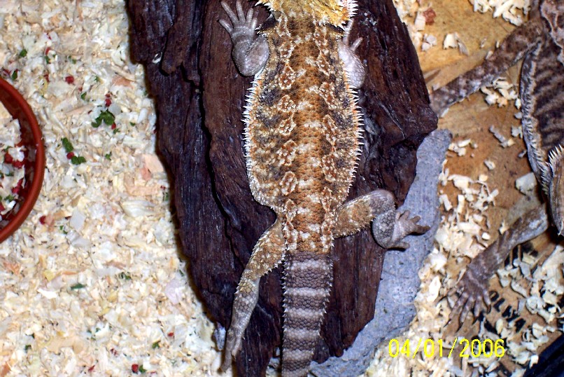 My red flame x sandfire bearded dragon
